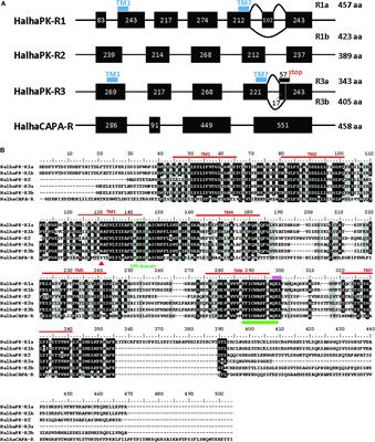 Identification and Characterization of GPCRs for Pyrokinin and CAPA Peptides in the Brown Marmorated Stink Bug, Halyomorpha halys (Hemiptera: Pentatomidae)